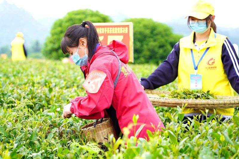 关于贵州省双手采茶技能竞赛：他们在湄潭双手飞舞，指尖染香的相关内容(6)