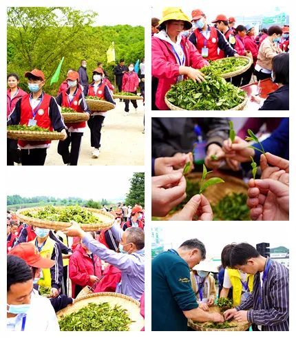 关于贵州省双手采茶技能竞赛：他们在湄潭双手飞舞，指尖染香的相关内容(3)