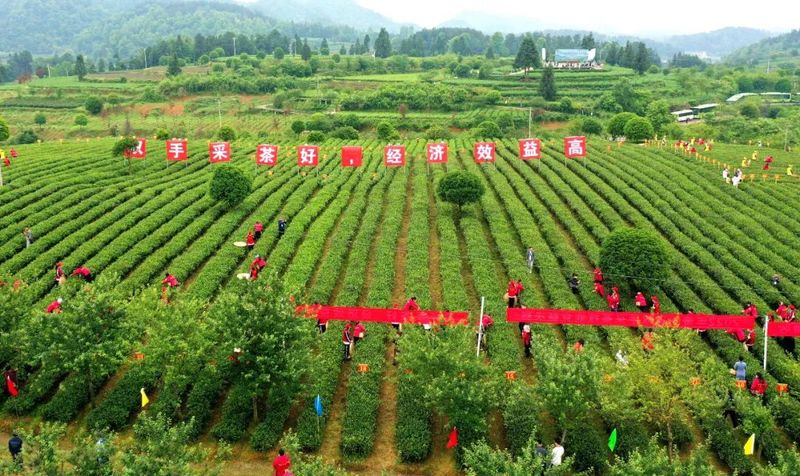 关于贵州省双手采茶技能竞赛：他们在湄潭双手飞舞，指尖染香的相关内容