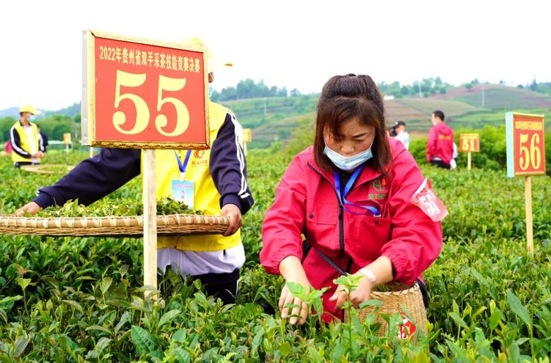 关于贵州省双手采茶技能竞赛：他们在湄潭双手飞舞，指尖染香的相关内容(1)