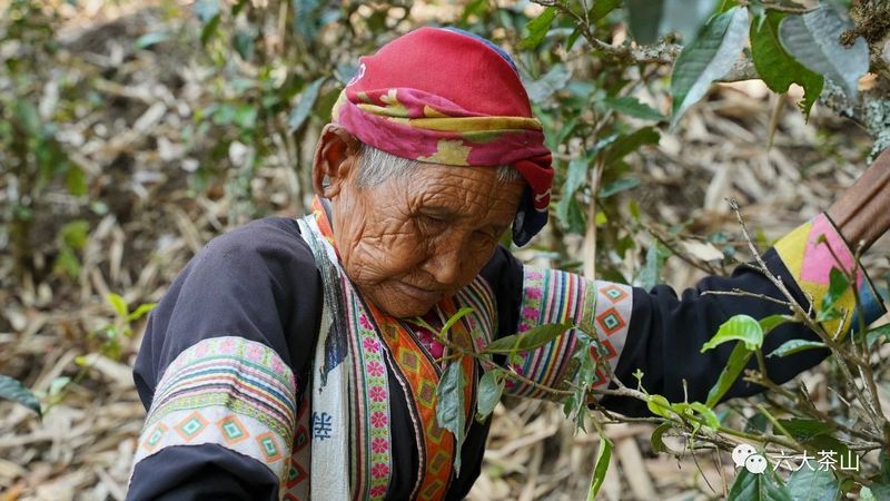有关于福建武夷山：“万里茶道”起点共论“新茶经”的消息(6)