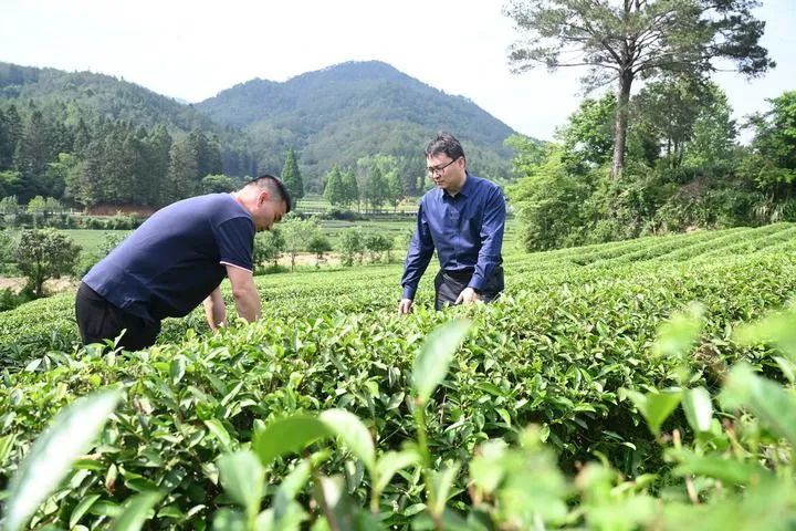 有关于福建武夷山：“万里茶道”起点共论“新茶经”的消息(3)