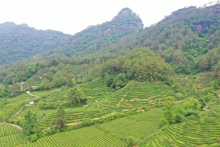 有关于福建武夷山：“万里茶道”起点共论“新茶经”的消息(2)