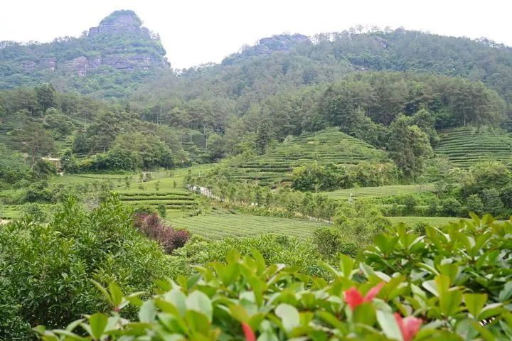 有关于福建武夷山：“万里茶道”起点共论“新茶经”的消息(4)