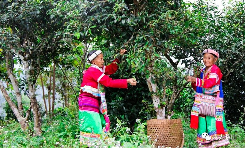 有关于福建武夷山：“万里茶道”起点共论“新茶经”的消息(5)