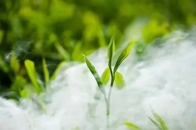 有关于思茅区：属于一片普洱茶的“只此青绿”的最新消息(5)