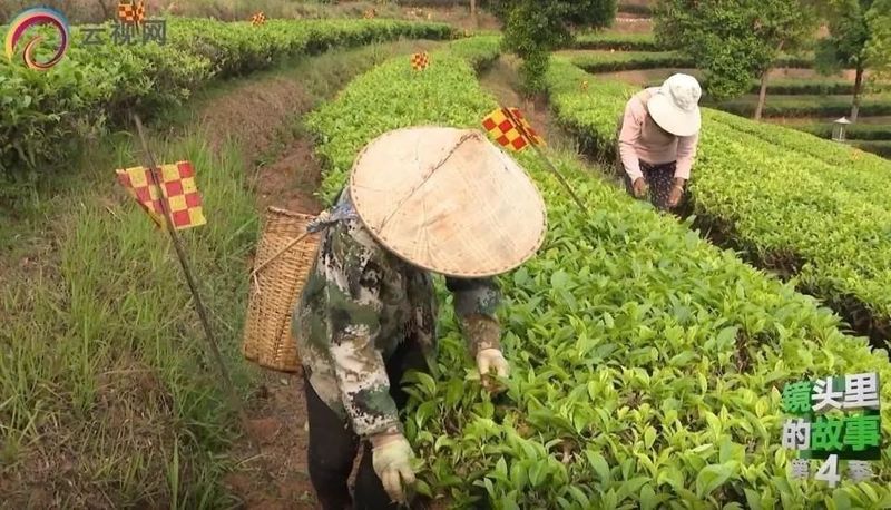 有关于思茅区：属于一片普洱茶的“只此青绿”的最新消息(8)