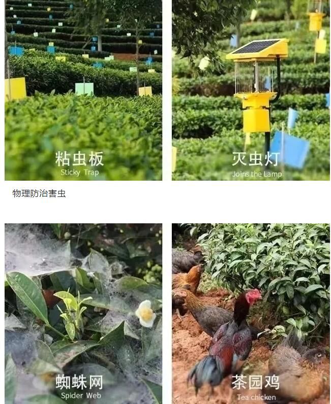 有关于思茅区：属于一片普洱茶的“只此青绿”的最新消息(6)