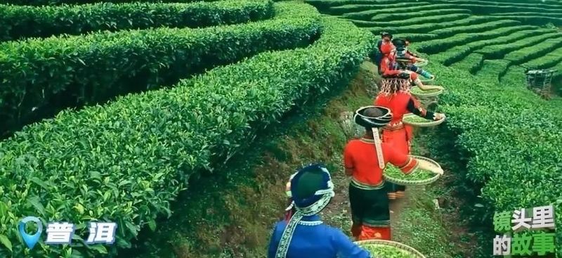 有关于思茅区：属于一片普洱茶的“只此青绿”的最新消息(9)