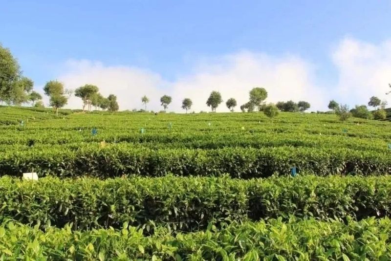 有关于思茅区：属于一片普洱茶的“只此青绿”的最新消息