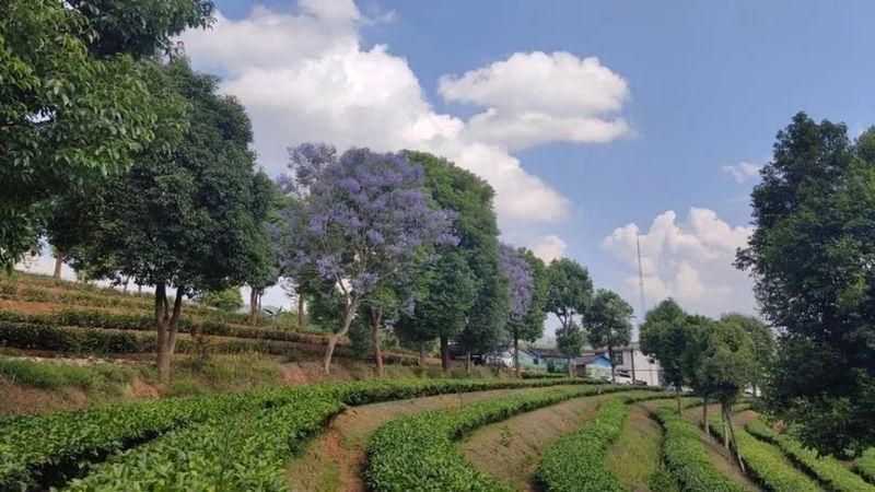 有关于思茅区：属于一片普洱茶的“只此青绿”的最新消息(7)