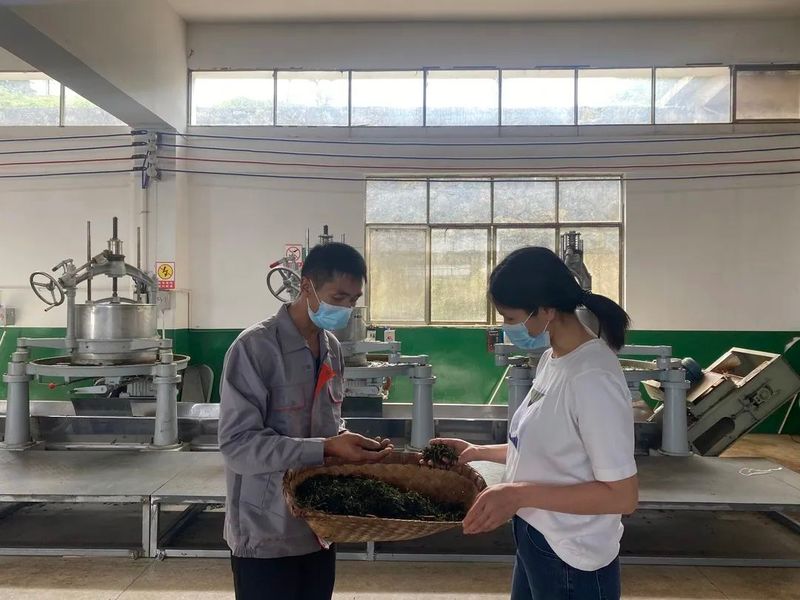 关于思南：绿水青山茶飘香 助农增收产业旺的消息(2)