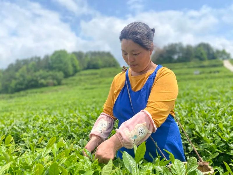 关于思南：绿水青山茶飘香 助农增收产业旺的消息(1)