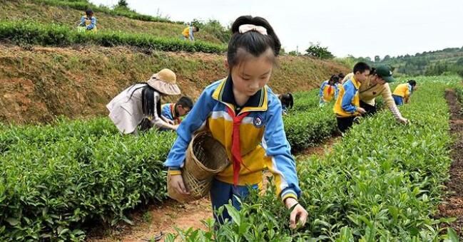 关于洞口县：茶园里的“劳动课”的新闻
