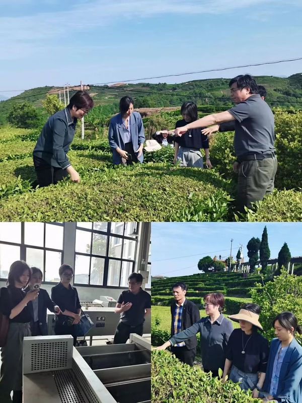 关于项目带动 院地协同——中茶院科技助推浙江泰顺茶产业发展的信息(1)