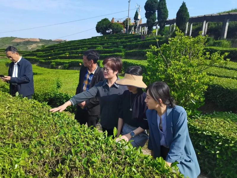 关于项目带动 院地协同——中茶院科技助推浙江泰顺茶产业发展的信息