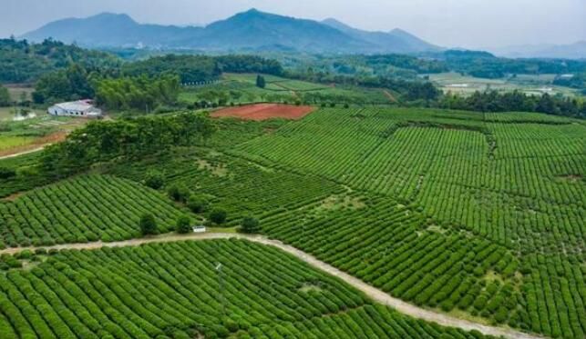 关于湘鄂交界处这片秘境茶园，竟是万里茶马古道的发源地的资讯(2)