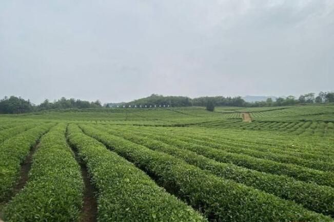 关于湘鄂交界处这片秘境茶园，竟是万里茶马古道的发源地的资讯