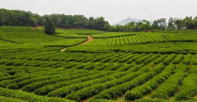 关于湘鄂交界处这片秘境茶园，竟是万里茶马古道的发源地的资讯(4)