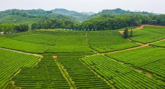 关于湘鄂交界处这片秘境茶园，竟是万里茶马古道的发源地的资讯(3)