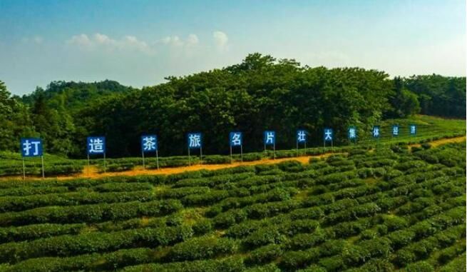 关于湘鄂交界处这片秘境茶园，竟是万里茶马古道的发源地的资讯(1)