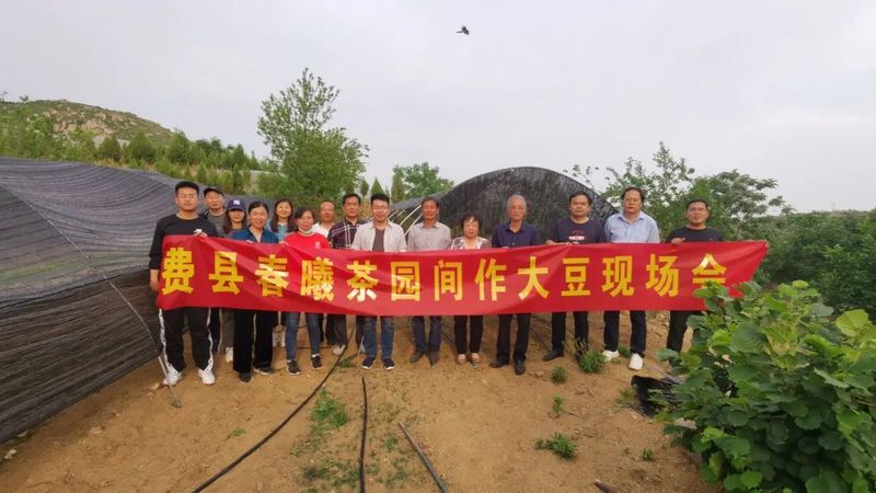 关于山东省农科院茶叶研究所春曦智慧茶园建设启动仪式在费县春曦高山生态茶园举行的消息(2)