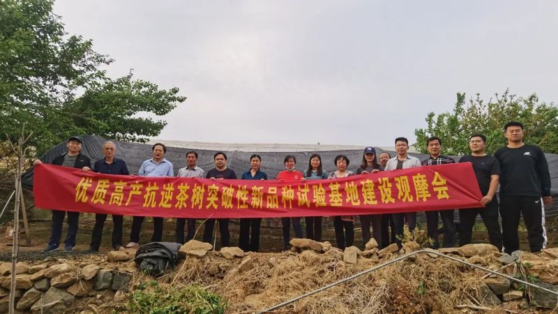 关于山东省农科院茶叶研究所春曦智慧茶园建设启动仪式在费县春曦高山生态茶园举行的消息(5)
