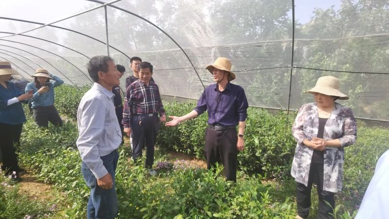 关于山东省农科院茶叶研究所春曦智慧茶园建设启动仪式在费县春曦高山生态茶园举行的消息(4)