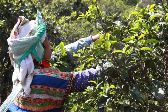 关于一周速读：中国茶叶生产布局、云茶产业提质增效、茶业人才就业回归的新闻(2)