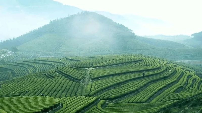 关于一周速读：中国茶叶生产布局、云茶产业提质增效、茶业人才就业回归的新闻