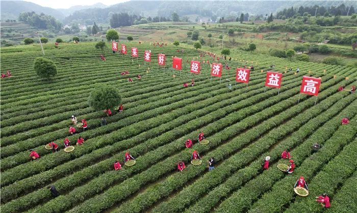关于一周速读：中国茶叶生产布局、云茶产业提质增效、茶业人才就业回归的新闻(7)