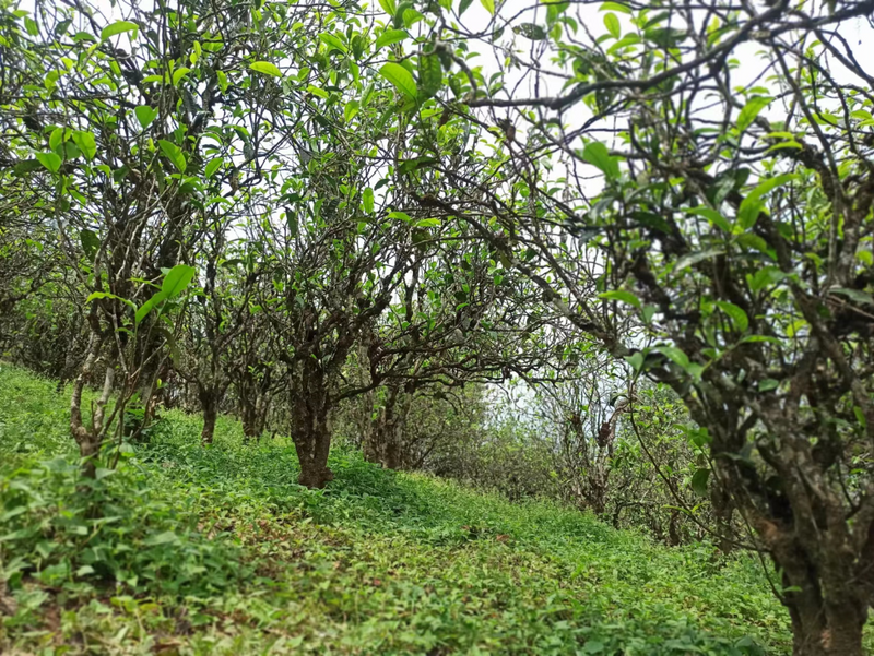 有关于走进20余座村寨，邂逅数十位优秀茶人……寻茶半个月的惊喜全在这！的消息(14)