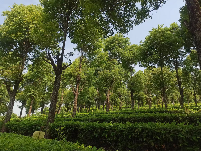 有关于走进20余座村寨，邂逅数十位优秀茶人……寻茶半个月的惊喜全在这！的消息(13)