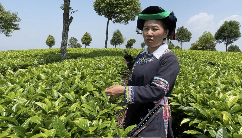 有关于走进20余座村寨，邂逅数十位优秀茶人……寻茶半个月的惊喜全在这！的消息(19)