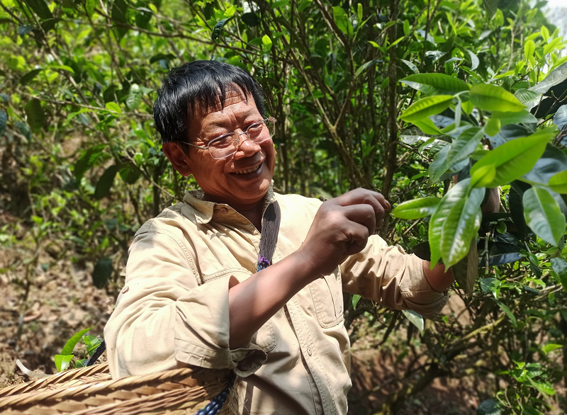 有关于走进20余座村寨，邂逅数十位优秀茶人……寻茶半个月的惊喜全在这！的消息(16)