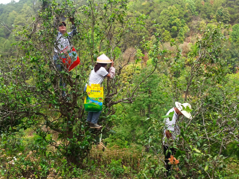 有关于走进20余座村寨，邂逅数十位优秀茶人……寻茶半个月的惊喜全在这！的消息(1)
