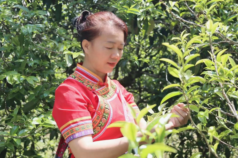 有关于走进20余座村寨，邂逅数十位优秀茶人……寻茶半个月的惊喜全在这！的消息(22)