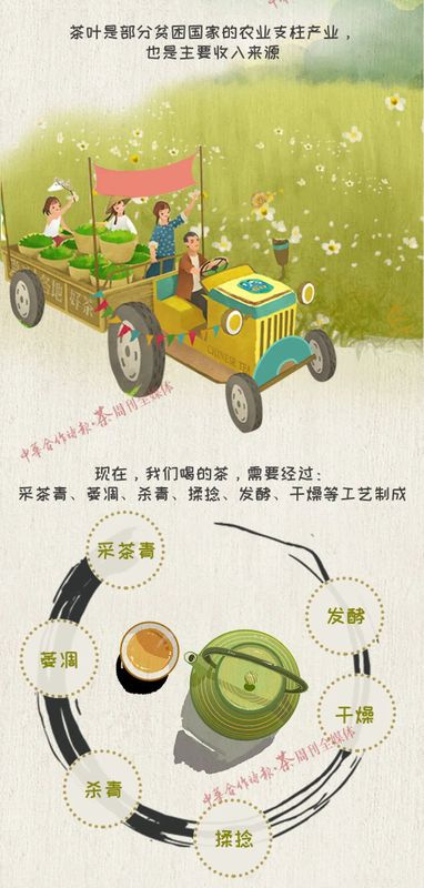 关于国际茶日你必须要知道的茶知识!的新闻(7)