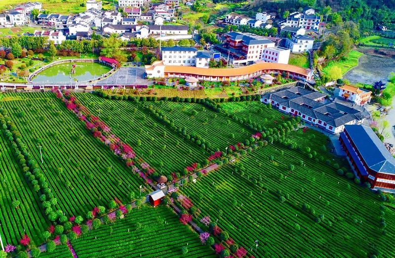 有关于2022国际茶日，“我的家乡我代言”：陕西省安康市邀您品饮安康富硒茶的消息(2)