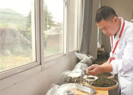 有关于安溪铁观音斗茶斗出“新风尚”的最新消息