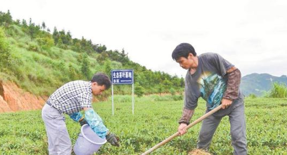 有关于安溪铁观音斗茶斗出“新风尚”的最新消息(2)