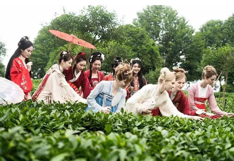 关于湘丰茶业的新闻(7)