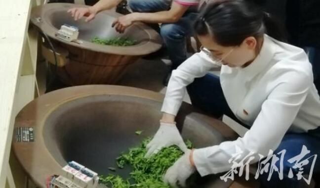 有关于桑植财政局开展“桑植白茶·茶旅融合项目”体验党日活动的相关内容(1)
