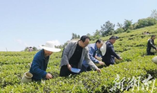 有关于桑植财政局开展“桑植白茶·茶旅融合项目”体验党日活动的相关内容