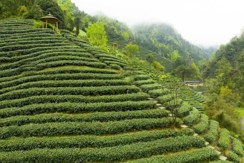 有关于汉滨区双龙镇茶旅、农旅、文旅“三旅融合”发展的实践与思考的相关信息(14)