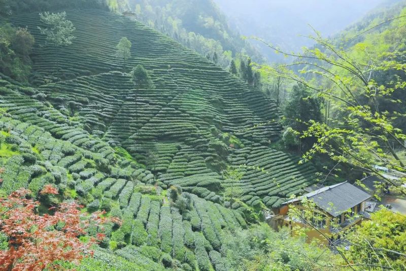 有关于汉滨区双龙镇茶旅、农旅、文旅“三旅融合”发展的实践与思考的相关信息(1)