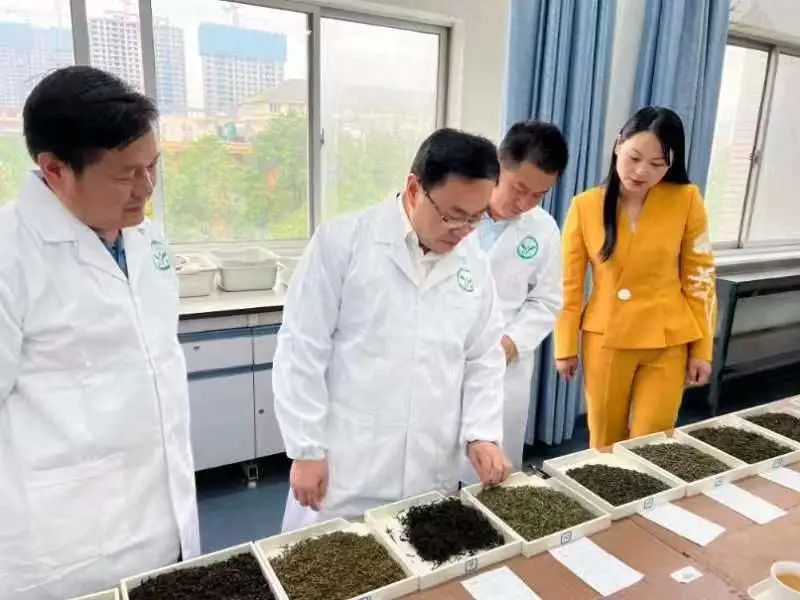 有关于2022“九狮寨”杯中国黄茶斗茶大赛专家审评会顺利举行的相关信息(7)