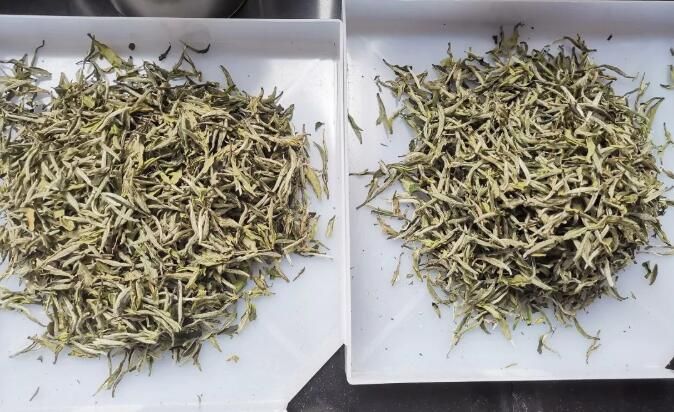 关于双茶王出炉!这场茶王赛展现松溪好茶巅峰对决!的新闻(4)