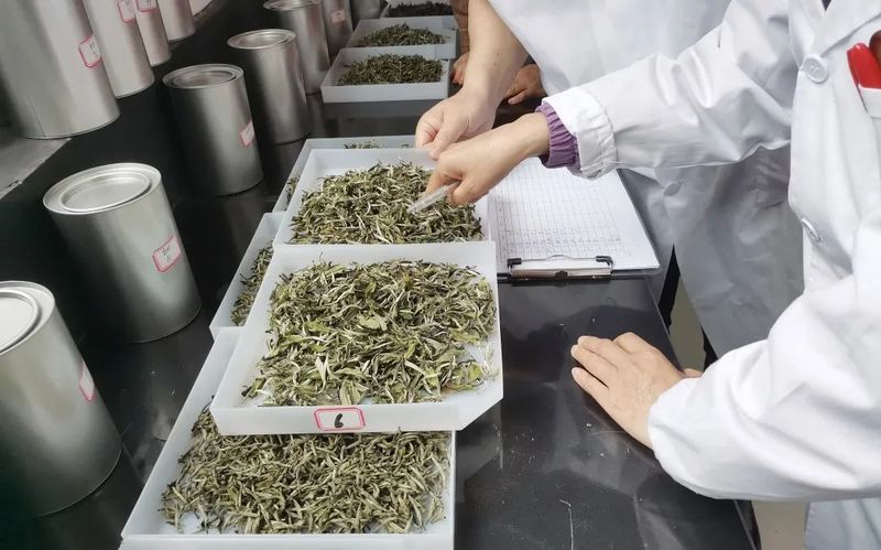 关于双茶王出炉!这场茶王赛展现松溪好茶巅峰对决!的新闻(1)