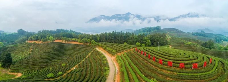关于双茶王出炉!这场茶王赛展现松溪好茶巅峰对决!的新闻(10)